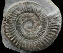 Dactylioceras Ammonite Stand Up - England #68147-1